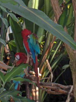 bloedel conservatory - queen elizabeth park
