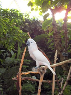 bloedel conservatory - QE park - Charlie the coolest popugai
