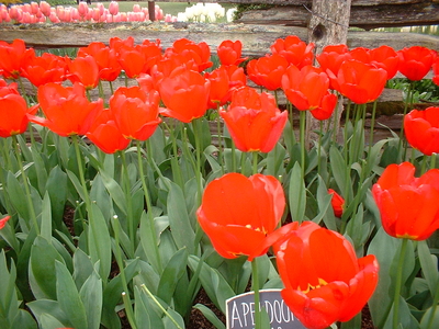 tulip fest last spring
