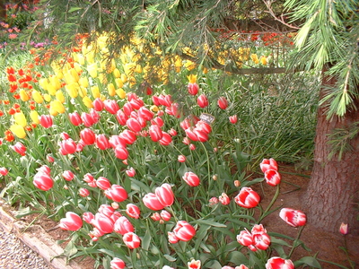 tulip fest last spring
