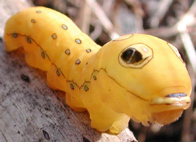 Real baby caterpiller 
