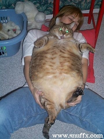 Big cat
Big pussy!
Keywords: cat, big, fat, chubby, funny