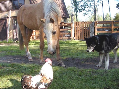 Horse, cock, doggie style
Horse, cock, doggie style.
Keywords: Horse, cock, dog, farm, funny