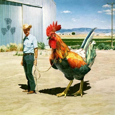 Man with huge cock
Must be the biggest cock in the world!
Keywords: cock, man, chicken, farmer