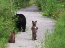 Medvedi.jpg