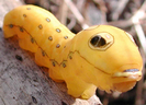 aSpicebush_Swallowtail_caterpillar.jpg